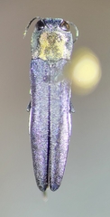 Agrilus quercicola