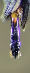 Agrilus quercicola