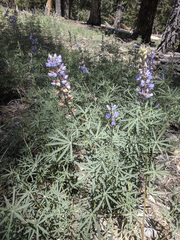 Lupinus hyacinthinus
