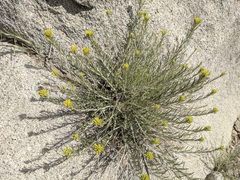 Ericameria nauseosa bernardina