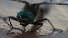 Cordulia shurtleffii