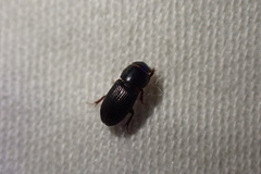 Ataenius gracilis