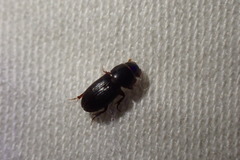 Ataenius gracilis