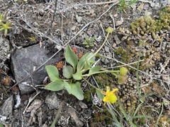 Ranunculus glaberrimus ellipticus