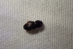 Ataenius gracilis