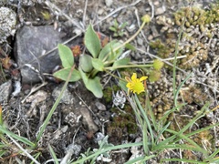 Ranunculus glaberrimus ellipticus