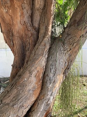 Paubrasilia echinata