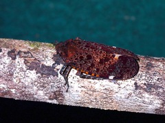 Penthicodes quadrimaculatus