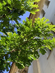 Paubrasilia echinata