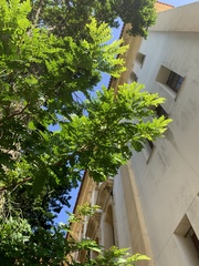 Paubrasilia echinata