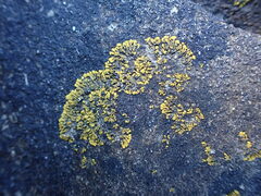 Polycauliona verruculifera