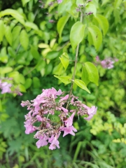 Fridericia floribunda