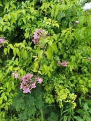 Fridericia floribunda
