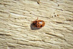 Chrysomela mainensis