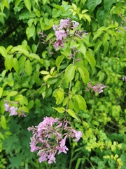 Fridericia floribunda