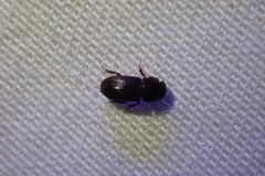 Ataenius gracilis