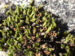 Schistidium maritimum