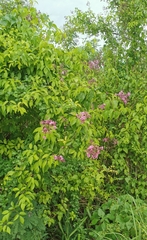 Fridericia floribunda