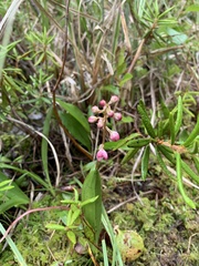 Pyrola asarifolia incarnata