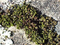Schistidium maritimum