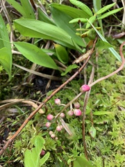 Pyrola asarifolia incarnata