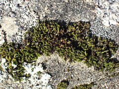 Schistidium maritimum