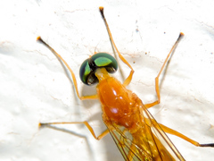 Ptecticus nigritarsis