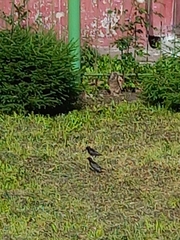 Sturnus vulgaris
