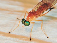 Ptecticus nigritarsis