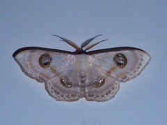 Problepsis borneamagna