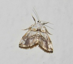 Oxyelophila harpalis