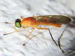 Ptecticus nigritarsis