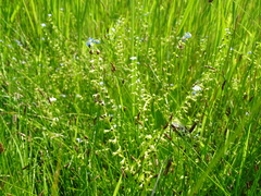 Myosotis scorpioides praecox