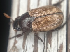 Anomala flavipennis