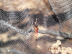 Hesperus baltimorensis