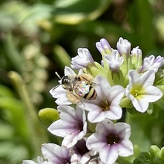 Perdita heliotropii