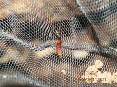 Hesperus baltimorensis