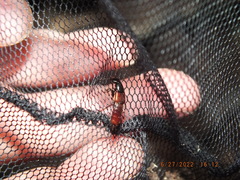 Hesperus baltimorensis