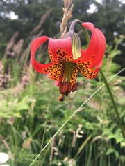 Lilium occidentale