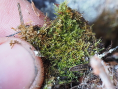 Herzogiella adscendens