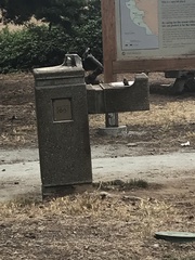 Junco