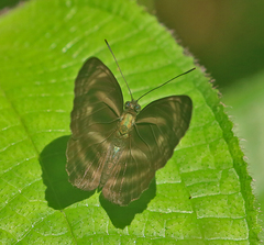 Neptis harita