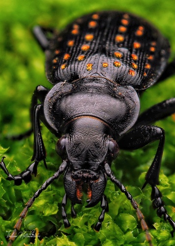 Calosoma calidum (Fabricius, 1775)