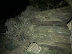 Eudyptula minor albosignata