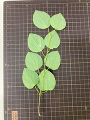 Cercidiphyllum japonicum