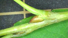 Cercidiphyllum japonicum