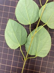 Cercidiphyllum japonicum