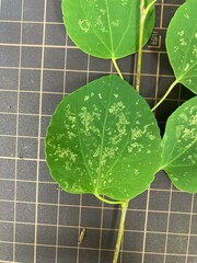 Cercidiphyllum japonicum