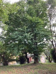 Cercidiphyllum japonicum