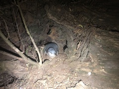 Eudyptula minor albosignata